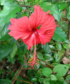 ACEITE COCO