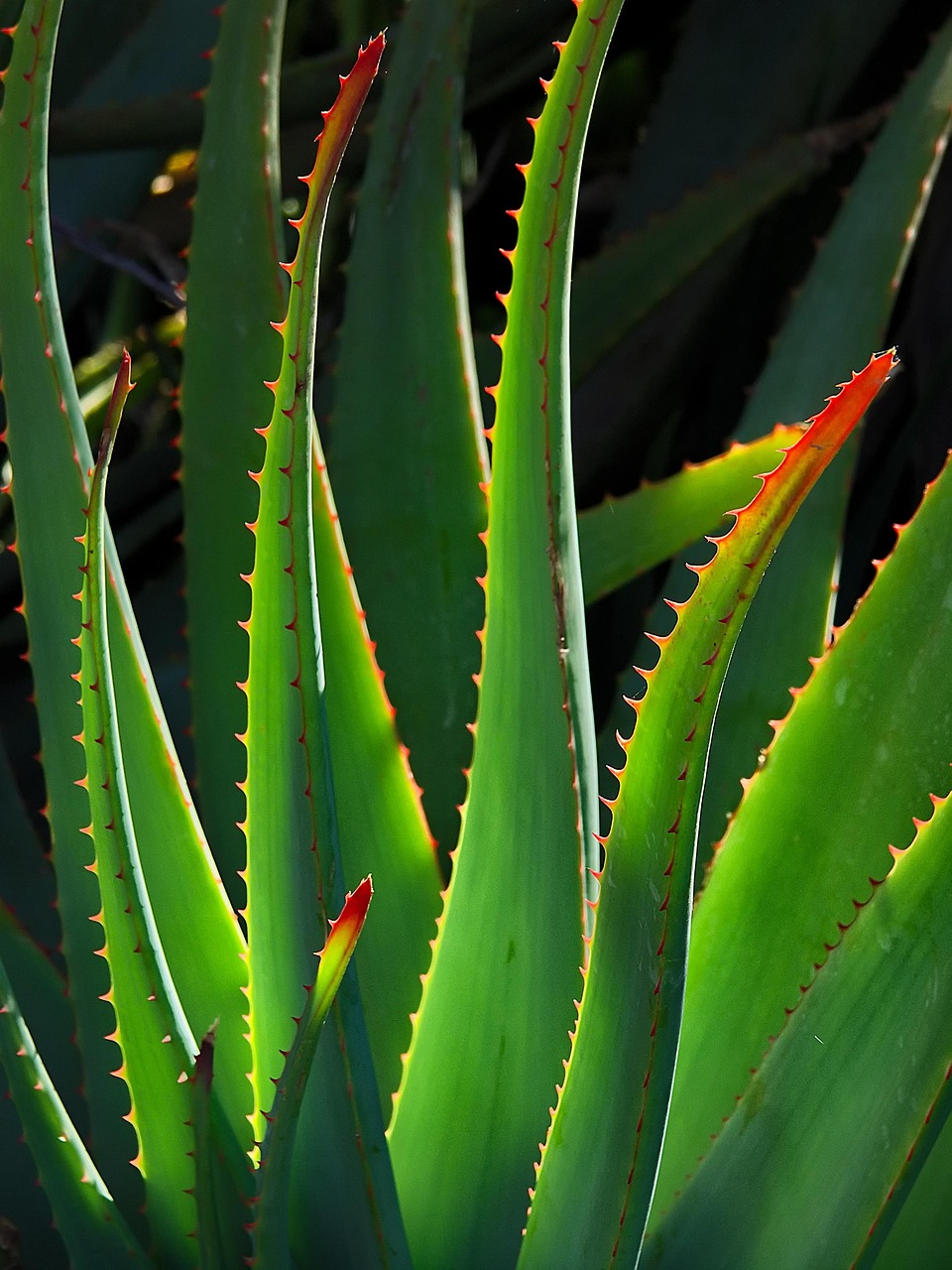 ALOE VERA OKF 500 ML