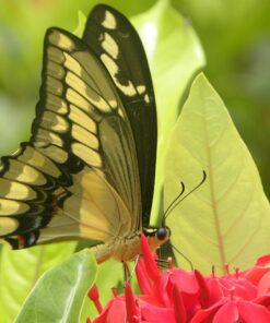 PIRANA MARIPOSA