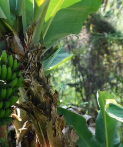 PLATANO GAVILAN NATURAL