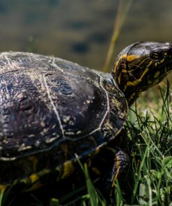 PULSERA DE TORTUGA