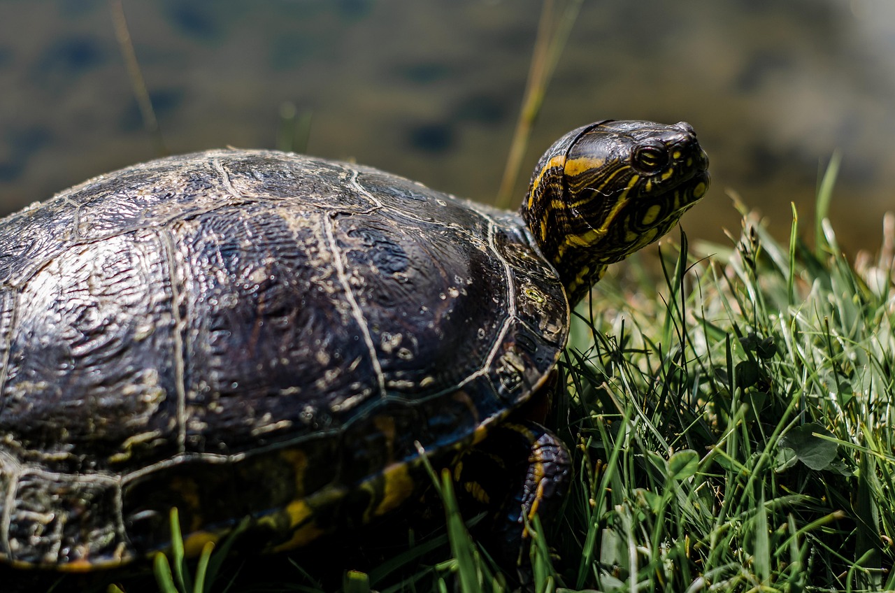 PULSERA DE TORTUGA