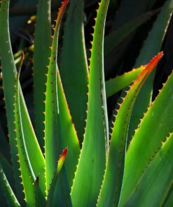 TALCO DEXIPIES ALOE VERA 100 GRMS