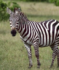 TAZA PORCELANA 80Z ZEBRA